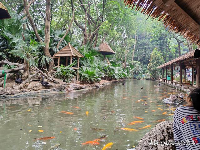 参观广州长隆野生动物园，全程感觉眼累手累腿不累