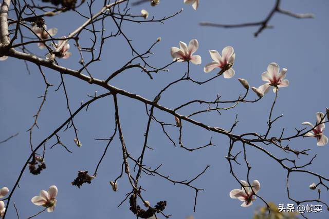 娇艳欲滴清新怡人，上海市花白玉兰竞相绽放美不胜收