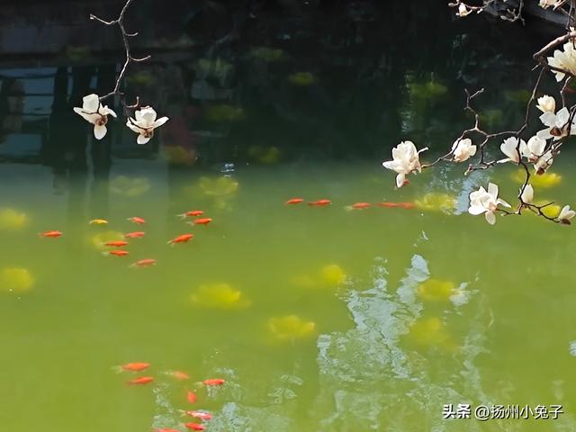 哈哈，看到了像花瓣一样多的赏花人