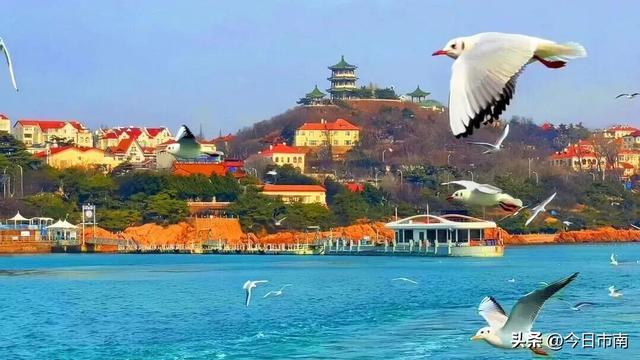 冬日限定浪漫！跟着蒋欣去海上喂海鸥！