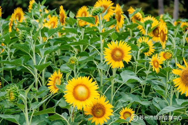 夏日清晨，在桐泾公园邂逅向日葵花海与童话小屋