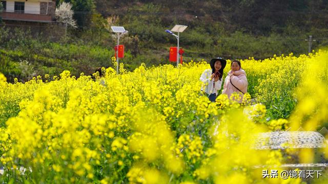 彝良海子油菜花开