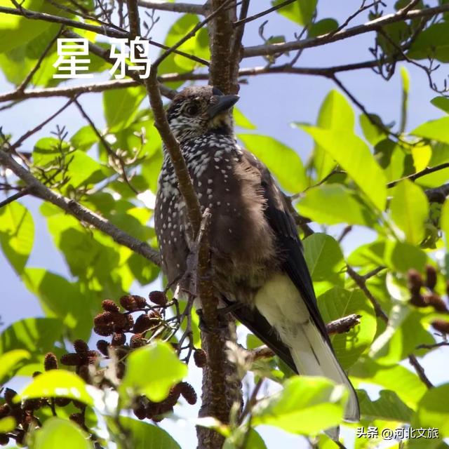 哎呀，一不小心，就闯入了动物精灵的世界
