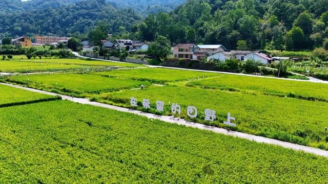 2025汉中秦岭熊猫音乐嗨唱季 | 佛坪稻田音乐季即将开演！内附旅游攻略，快码住→