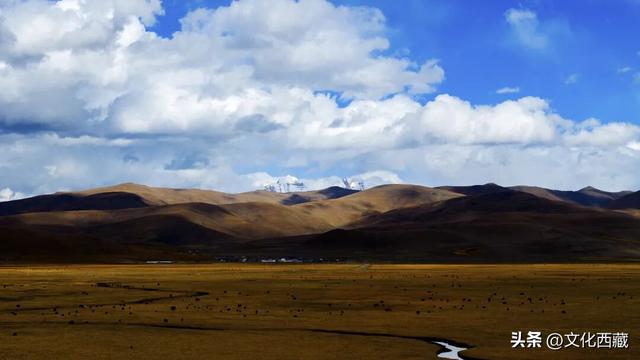 疯狂心动！哲古草原秋日限定景观，藏着西藏最野的浪漫！
