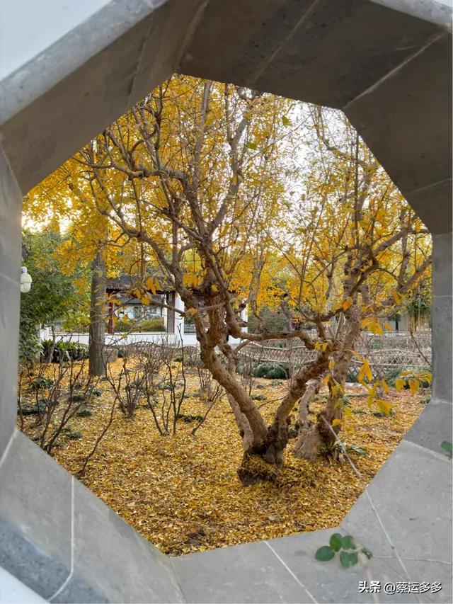 沪上园林古猗园已达颜值巅峰