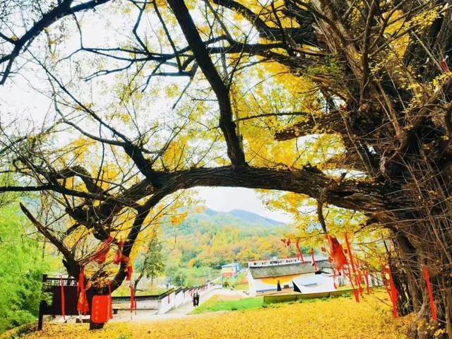 一树金黄三千年 | 邂逅榆树乡的秋日神话