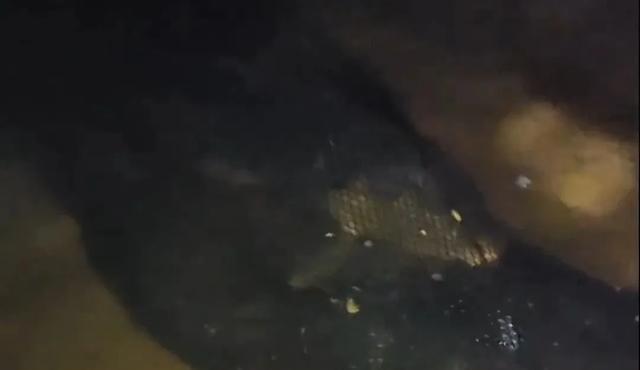 江苏男子钓到罕见龙鳞鲤，据说北京能换套房，朋友建议卖最后放生