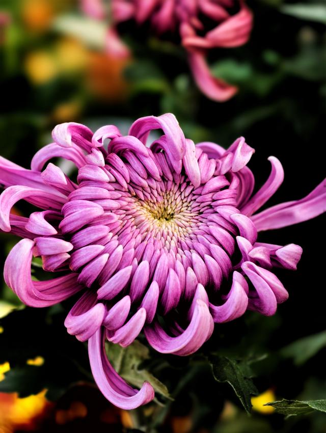 福州西湖公园2025年菊花展