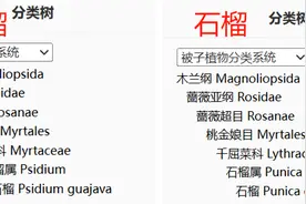 这种水果维C比苹果高21倍，春天吃正好！图片
