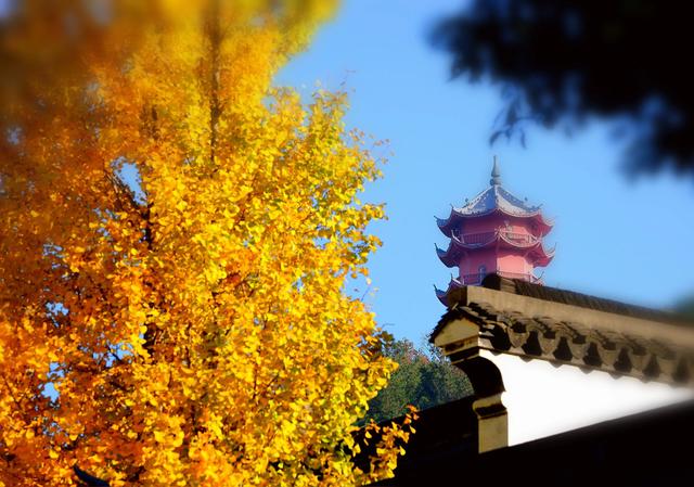 红枫银杏里,读懂惠山古镇的秋冬