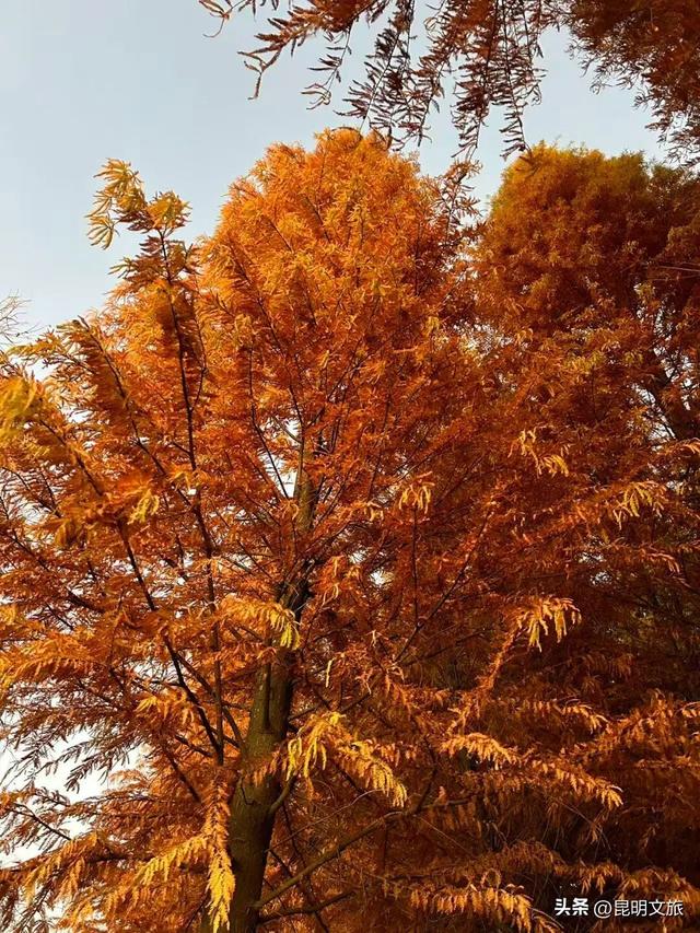 美！美美美！昆明超全水杉打卡地来袭！保姆级攻略快收藏，周末一定要冲~