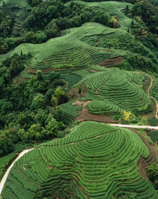 “秋假”开耍！带着小宝来雅安准没错！