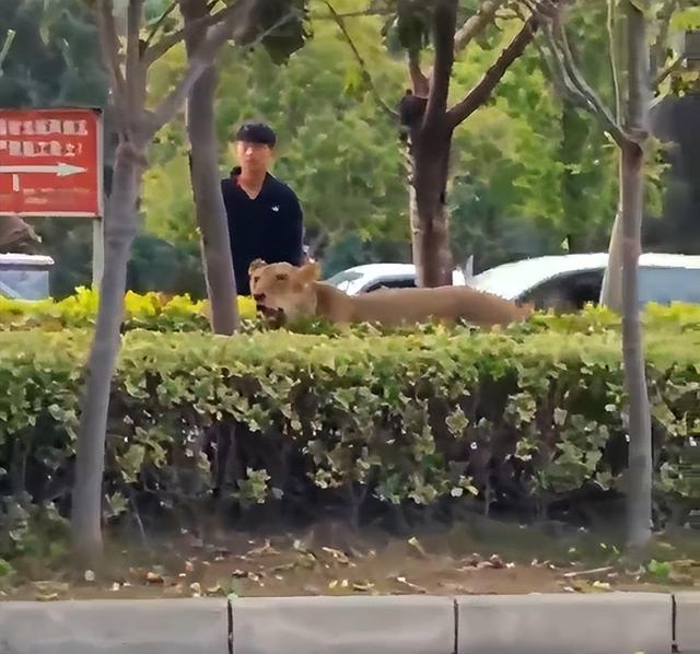 马戏团狮子意外跑出，砀山发布情况说明：未发生伤人情况，马戏团停止演出整顿