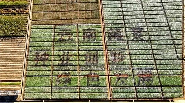繁制全国6成蔬菜种子！为什么这里租金5000元/亩菜农也愿来种菜？