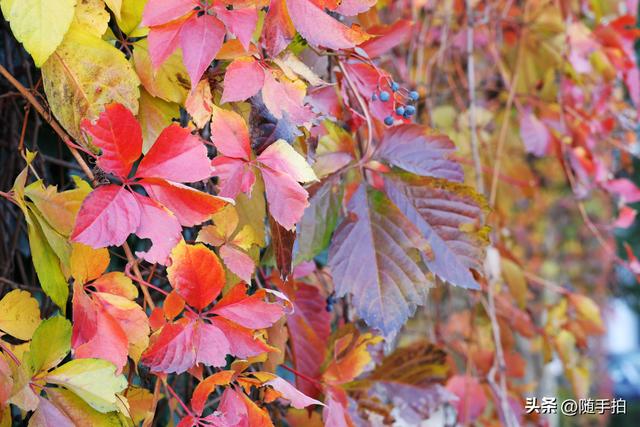 邂逅初冬美景，上海地铁11号线安亭段桥墩爬山虎红了