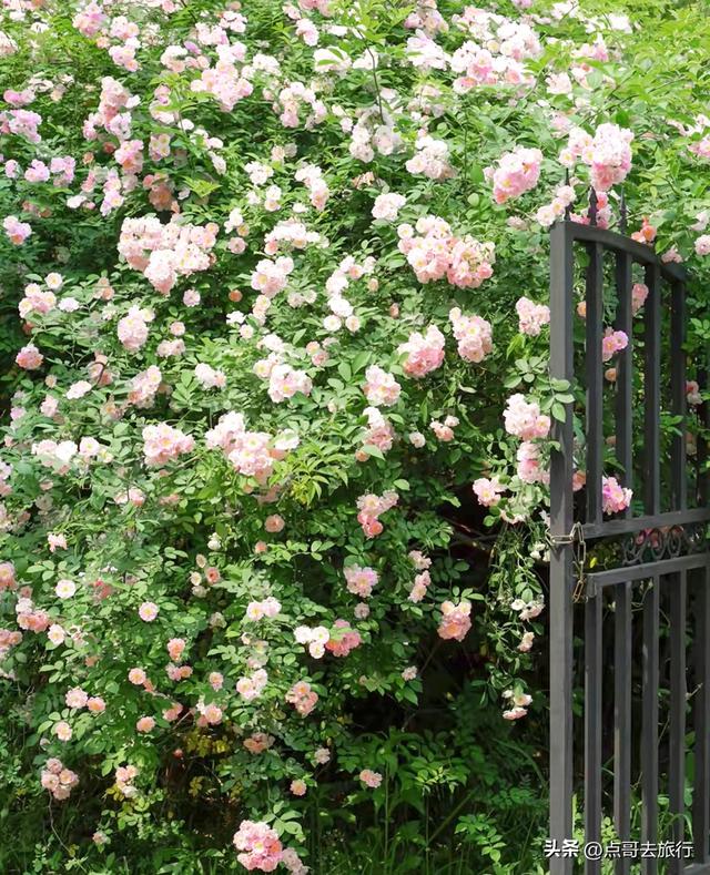 成都蔷薇花开爆了，免费才是最美，花墙瀑布很惊艳，太适合拍照！