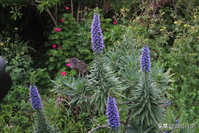 南部非洲：南非开普敦企鹅岛