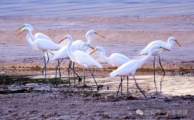 金秋时节：敦煌党河风情线上白鹭翩跹