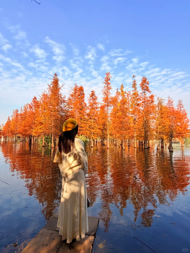 成都谁还不知道白鹭湾湿地公园水杉？已红99%，地铁直达放心冲！