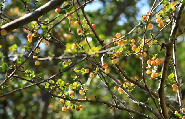秋天的陇南，有什么好看的？