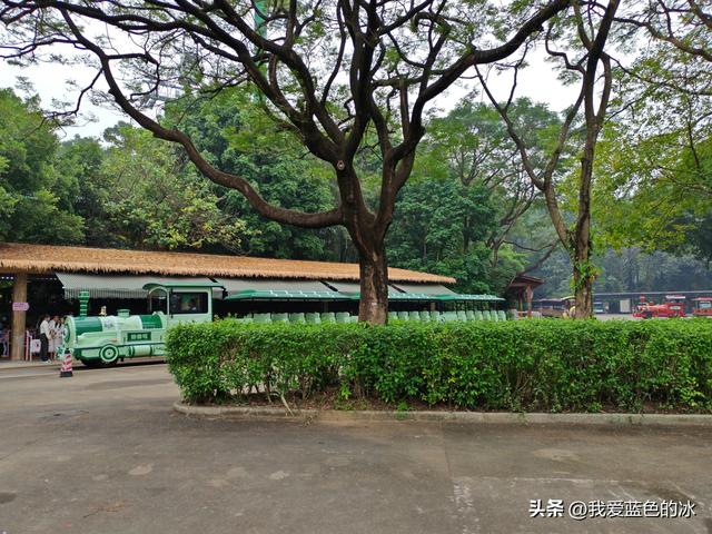 参观广州长隆野生动物园，全程感觉眼累手累腿不累