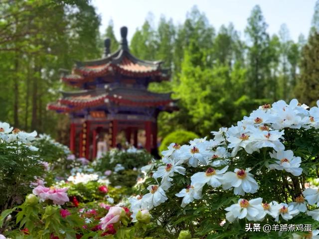 做几天洛阳人——游河南洛阳赏牡丹芬芳 总体概述(四)