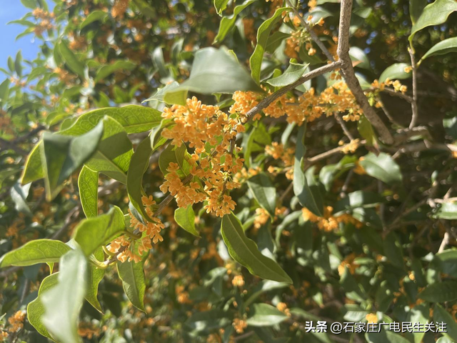 寻香而至！省会文化广场桂花悄然绽放