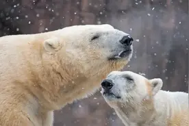 美国底特律动物园，公熊在交配的过程中太过激烈，造成母熊死亡图片