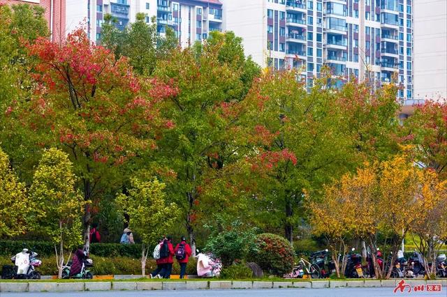 图片新闻︱南川彩韵：半山熔金半山翠，一树千年一树春