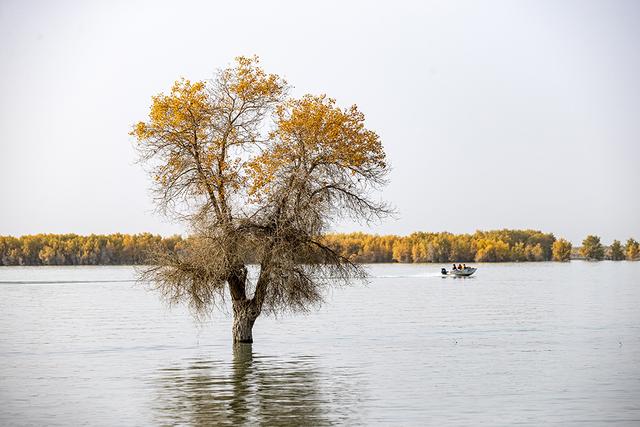 新疆沙雅：金秋邂逅“醉”美胡杨 470万亩金色林海迎观赏佳期