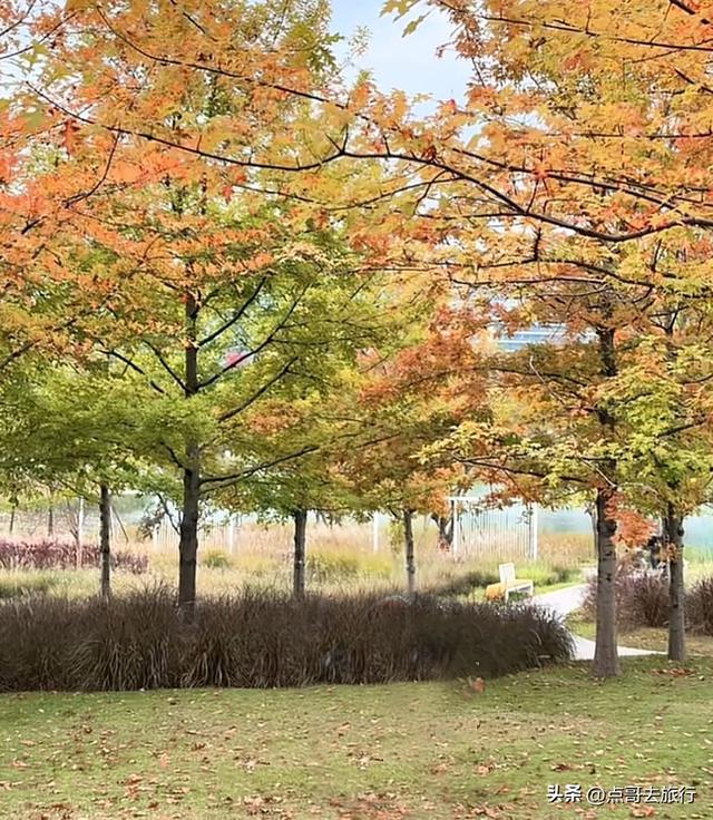 成都最美的枫叶公园，已惊艳上线，都不要门票，地铁公交车直达！