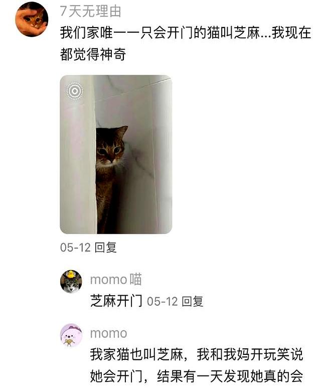 都说人会因为名字太大而压不住，没想到，猫也会！