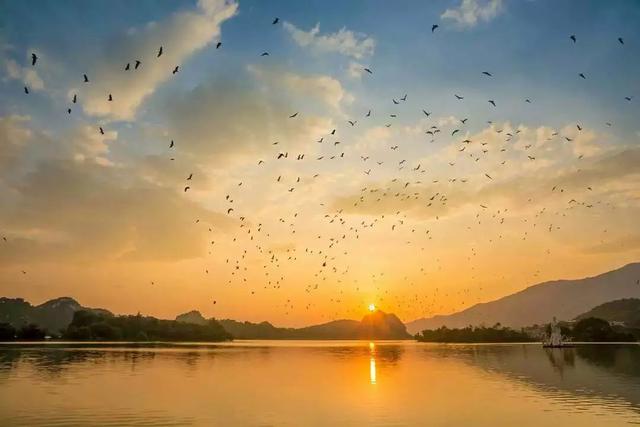 万鸟归巢的胜景，在肇庆也能看到！