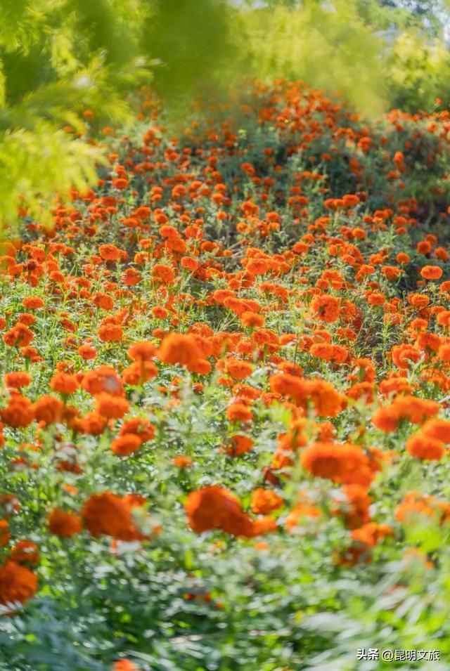 服了！油画感“橘子花海”美惨了！这处免费打卡宝地快冲
