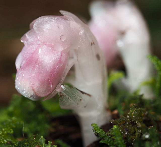 森林幽灵颠覆认知，无需阳光生长，二十年追踪现新种！