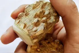 花椒木把玩全攻略！5年成材的养生神器，这样处理不裂还红润图片