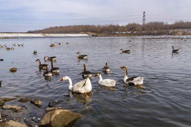辽宁沈阳：春暖沈城 浑河候鸟翩飞显生态之美