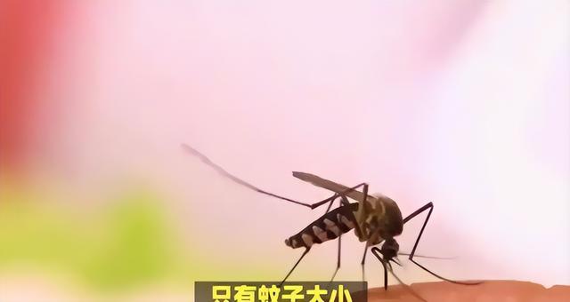 只有蚊子大小！中国正式宣布：突破微型机器人技术！
