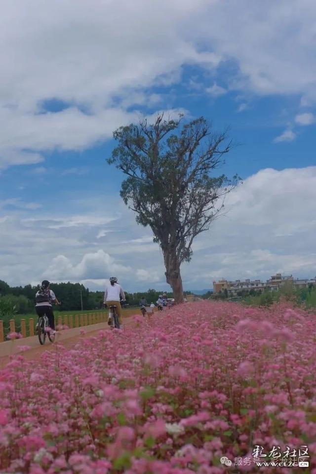 在滇池绿道，把生活过成诗