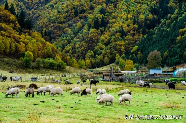 双节假期寻秋记：互助北龙山——藏在互助的“调色盘”，每一步都是诗意