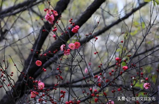 冬日“梅”景，真美！