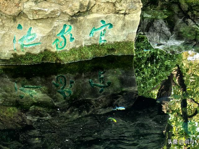 泉城泉水撒欢啦！