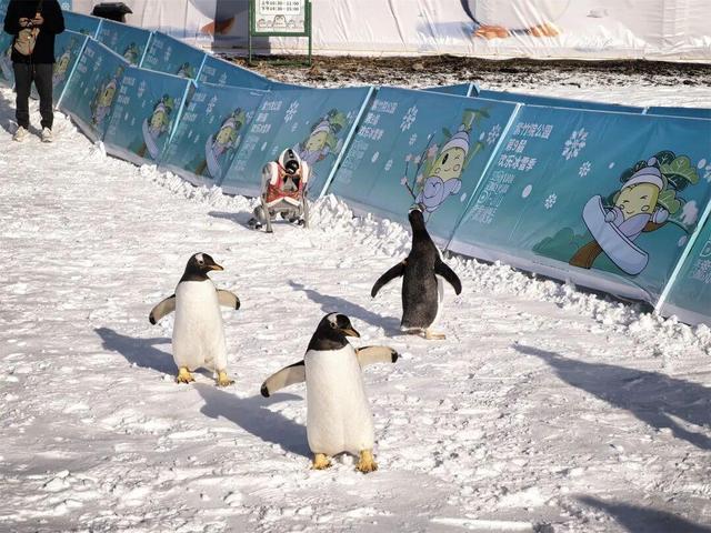 80米超长冰滑梯又双叒来啦！还有企鹅巡游