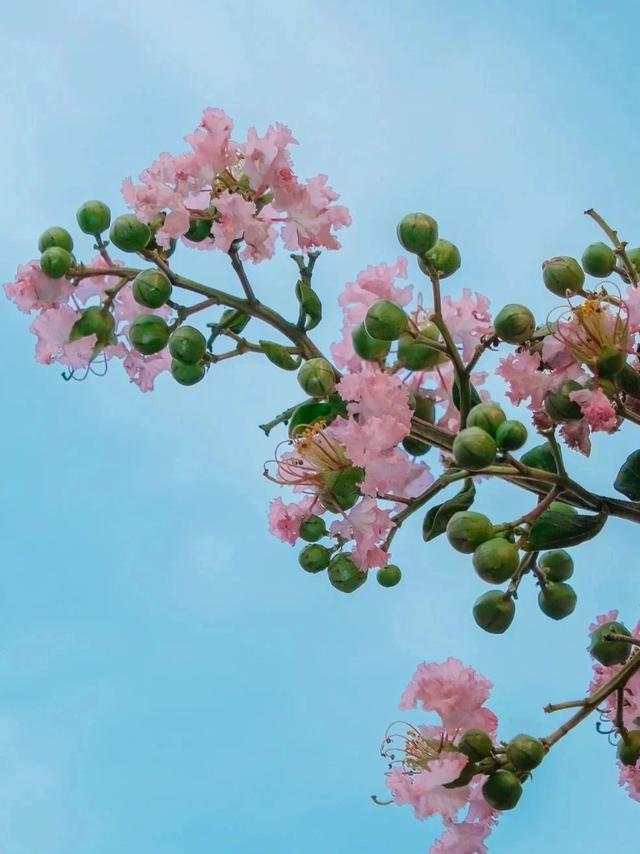 绝绝「紫」！青岛这片紫薇秘境藏不住了！