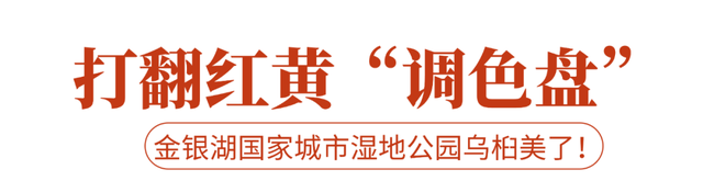 太出片了！这里的枫叶红了，乌桕美了！网友：原来武汉的秋天这么多情！