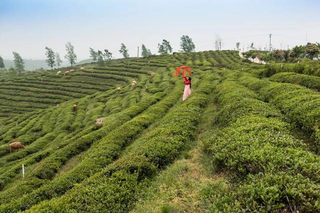 跟着赛事游随县丨周末漫游正当时！众多宝藏景区等你探索~