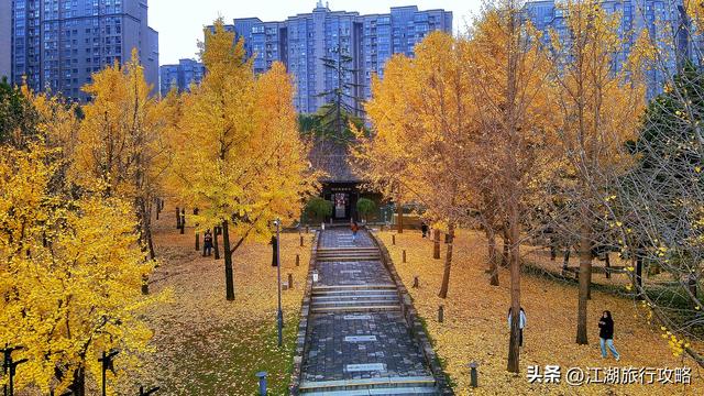 西安曲江富人区墓景房，地下埋着秦二世，地上是银杏林和博物馆