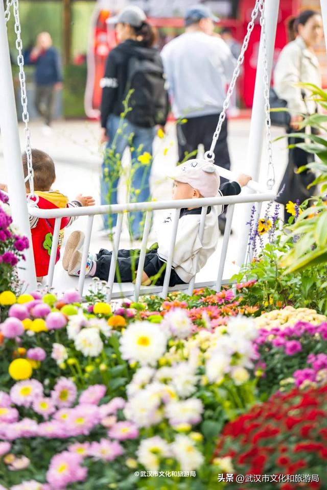 武汉今秋最大花展，限时一个月，免费！