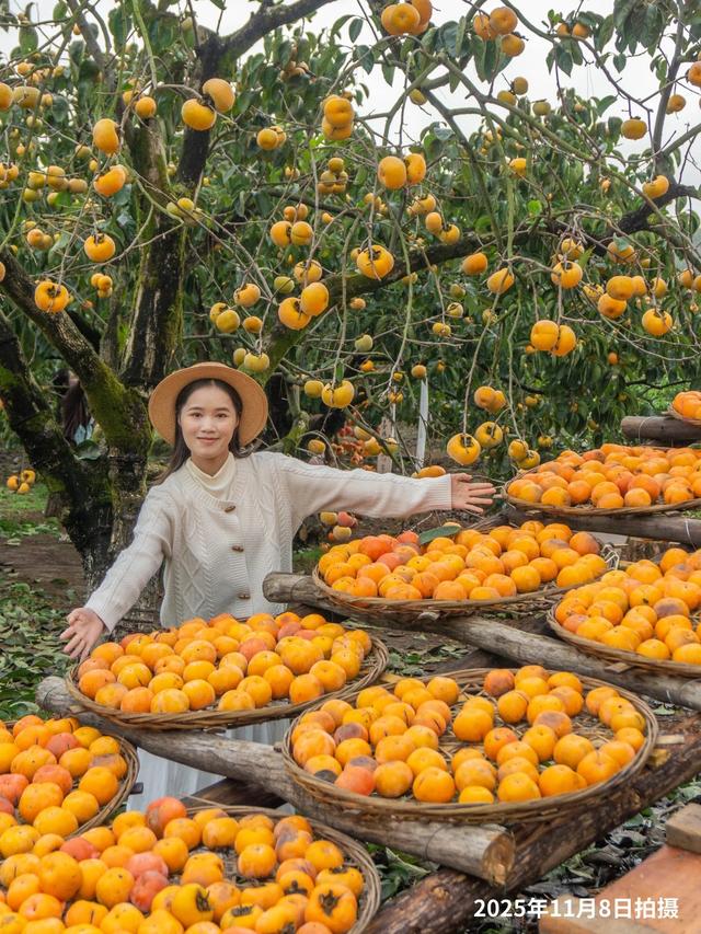 最佳观赏期！冬天来广西，指定有好“柿”！（附最新实拍图）